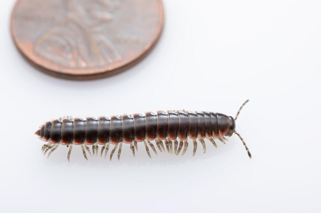 The millipede Nannaria hokie that was discovered on the campus of Virginia Tech